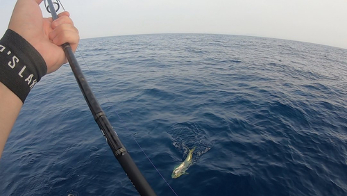 シイラの釣果