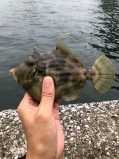 カワハギの釣果