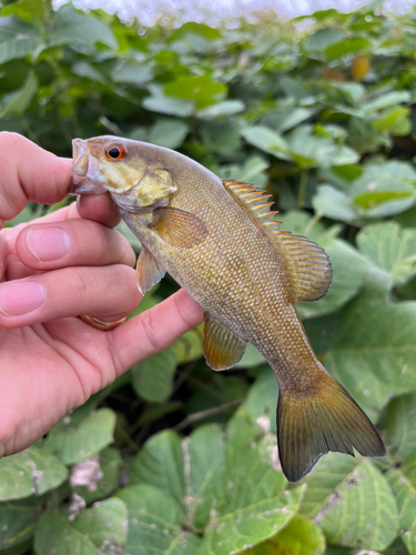 スモールマウスバスの釣果