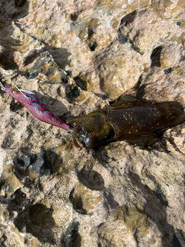 アオリイカの釣果