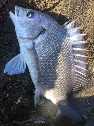 キビレの釣果