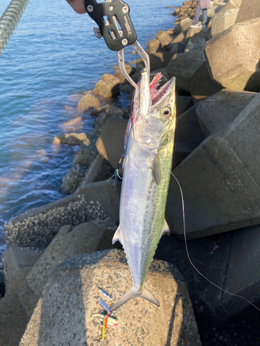 サゴシの釣果