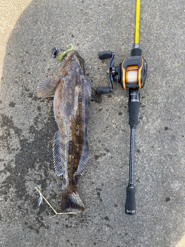 アイナメの釣果