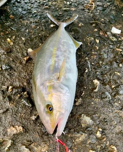 ショゴの釣果