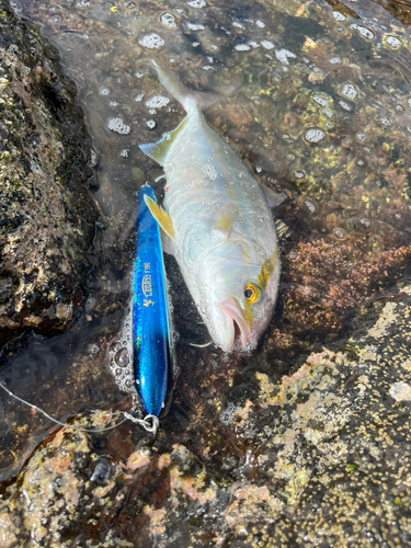 ネリゴの釣果