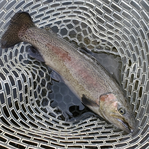 ニジマスの釣果