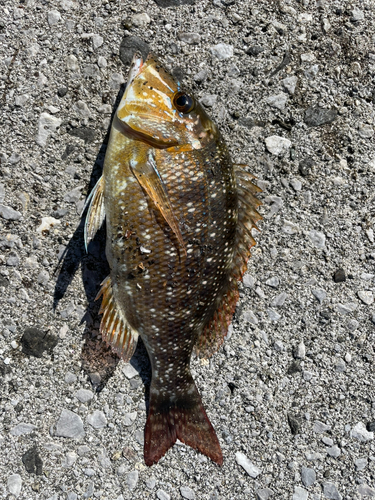 キスの釣果