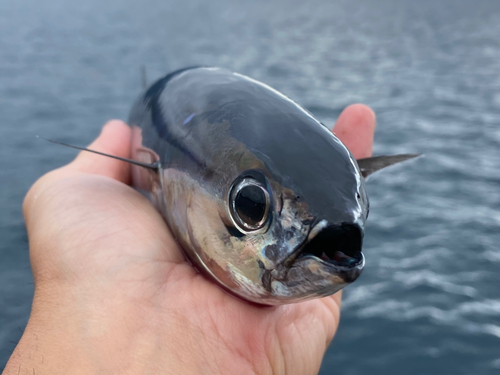 マルソウダの釣果