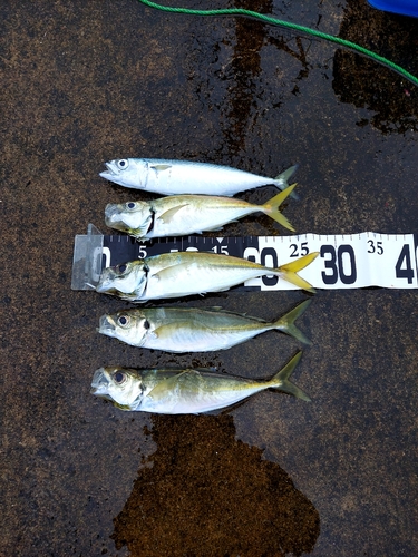 アジの釣果