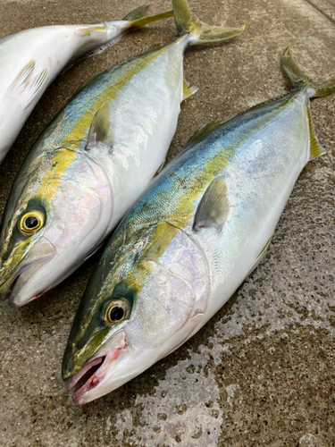 イナダの釣果