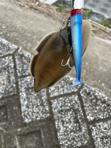 ウシノシタの釣果