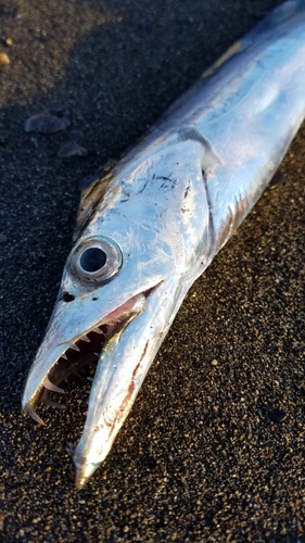 タチウオの釣果