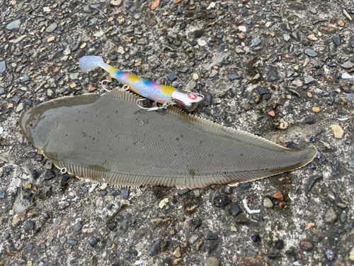 ウシノシタの釣果