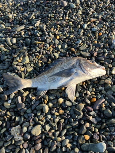 チヌの釣果