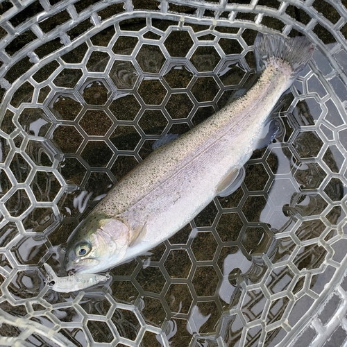 ニジマスの釣果