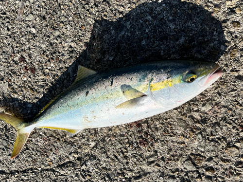 ハマチの釣果