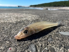 キスの釣果