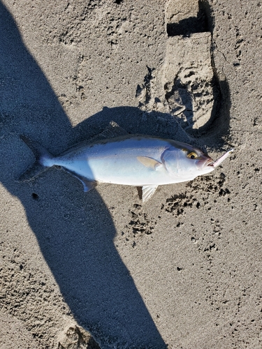 ショゴの釣果