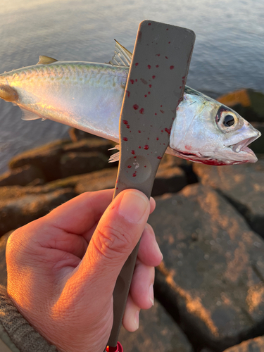 サバの釣果