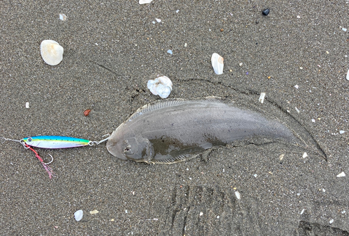 シタビラメの釣果