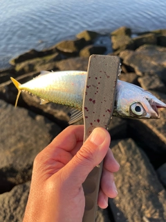 サバの釣果