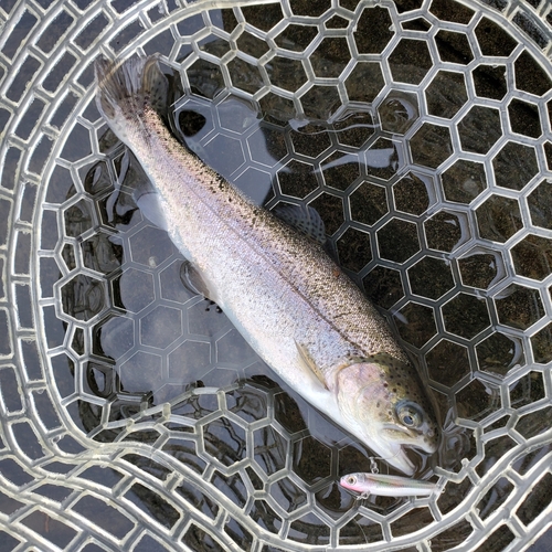 ニジマスの釣果