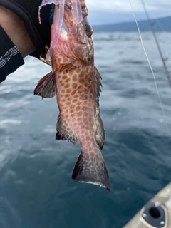 ホウボウの釣果