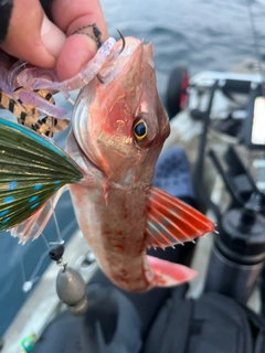 ホウボウの釣果