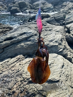 イカの釣果