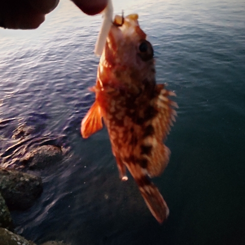 カサゴの釣果