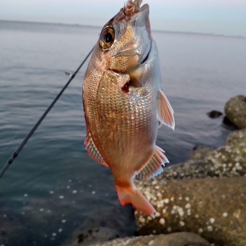 チャリコの釣果