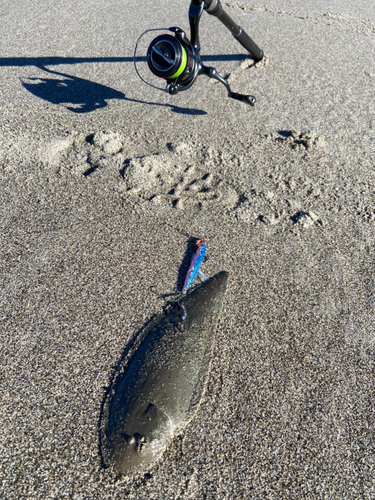 シタビラメの釣果