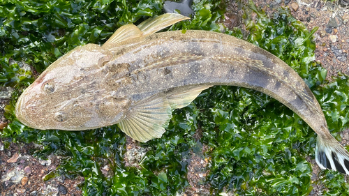 マゴチの釣果