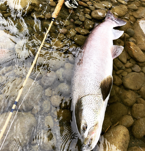 イトウの釣果