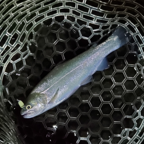 ニジマスの釣果