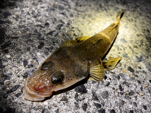 ワニゴチの釣果