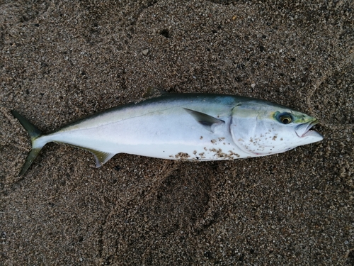 ハマチの釣果