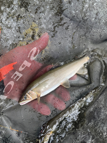 アユの釣果