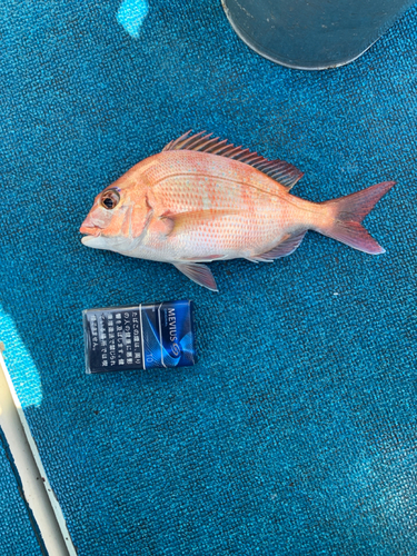 マダイの釣果