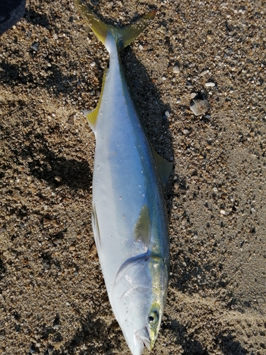 ハマチの釣果