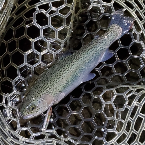 ニジマスの釣果