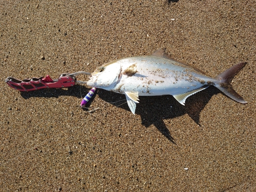 ショゴの釣果