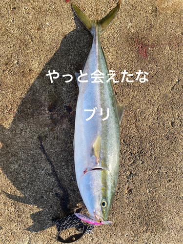 ブリの釣果