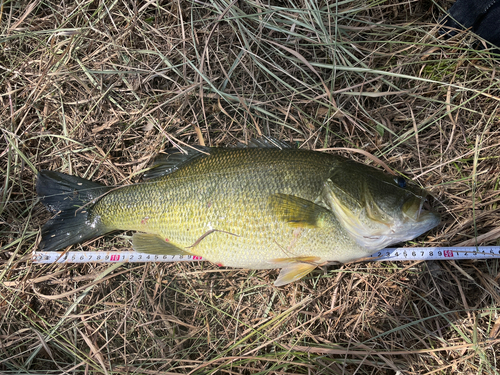 ラージマウスバスの釣果