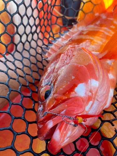 アカハタの釣果