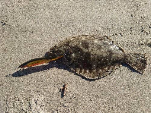 ヒラメの釣果