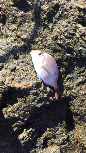 チャリコの釣果