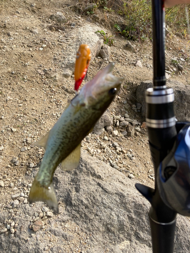 ラージマウスバスの釣果