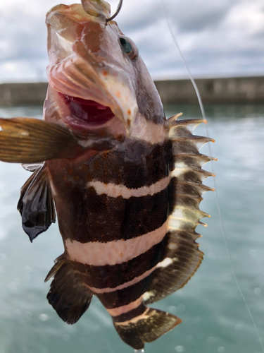 マハタの釣果