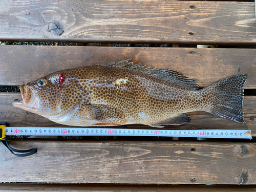 オオモンハタの釣果